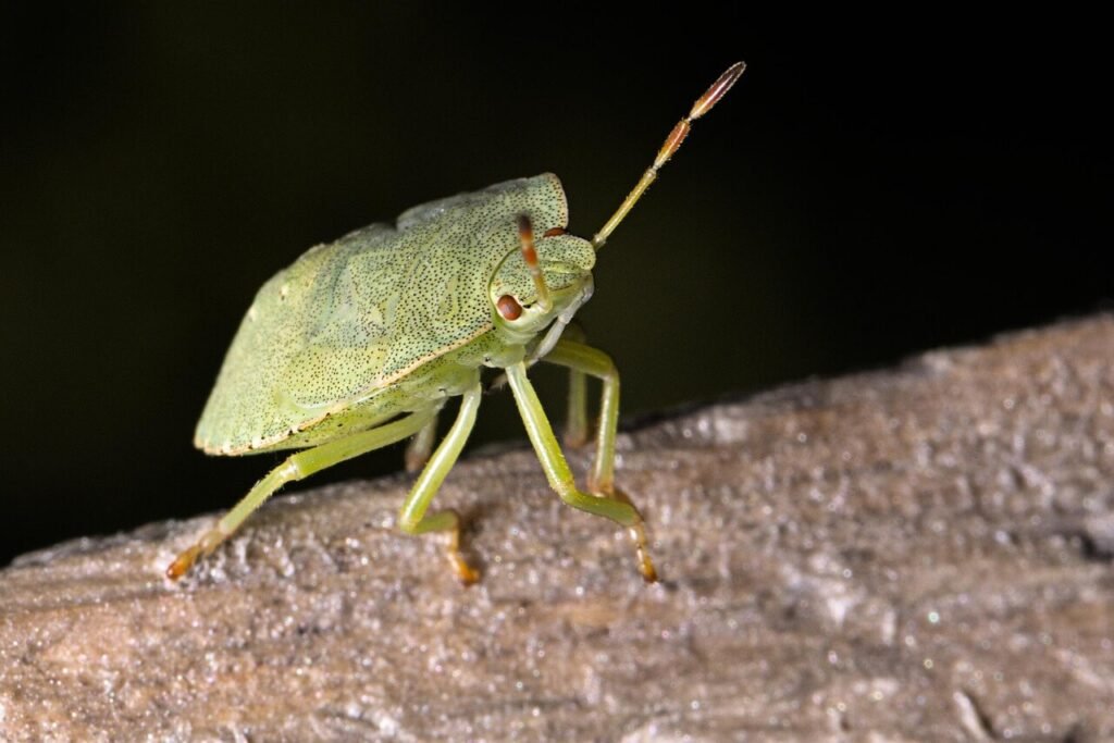 una cimice su davanzale non riesce ad entrare in casa bloccata dalla zanzariera neoscenica bettio roma