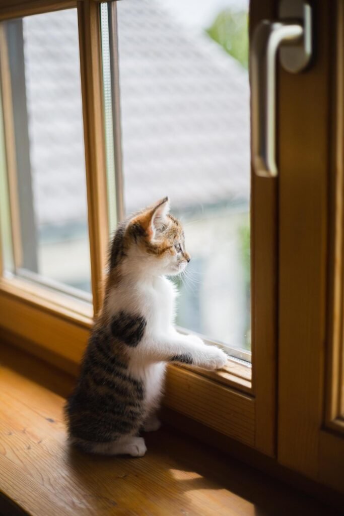Gatto che osserva fuori dalla finestra protetta da una zanzariera